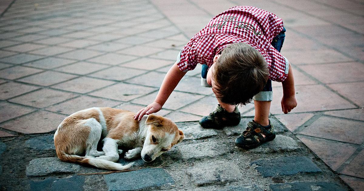 Salvemos a los perros y gatos