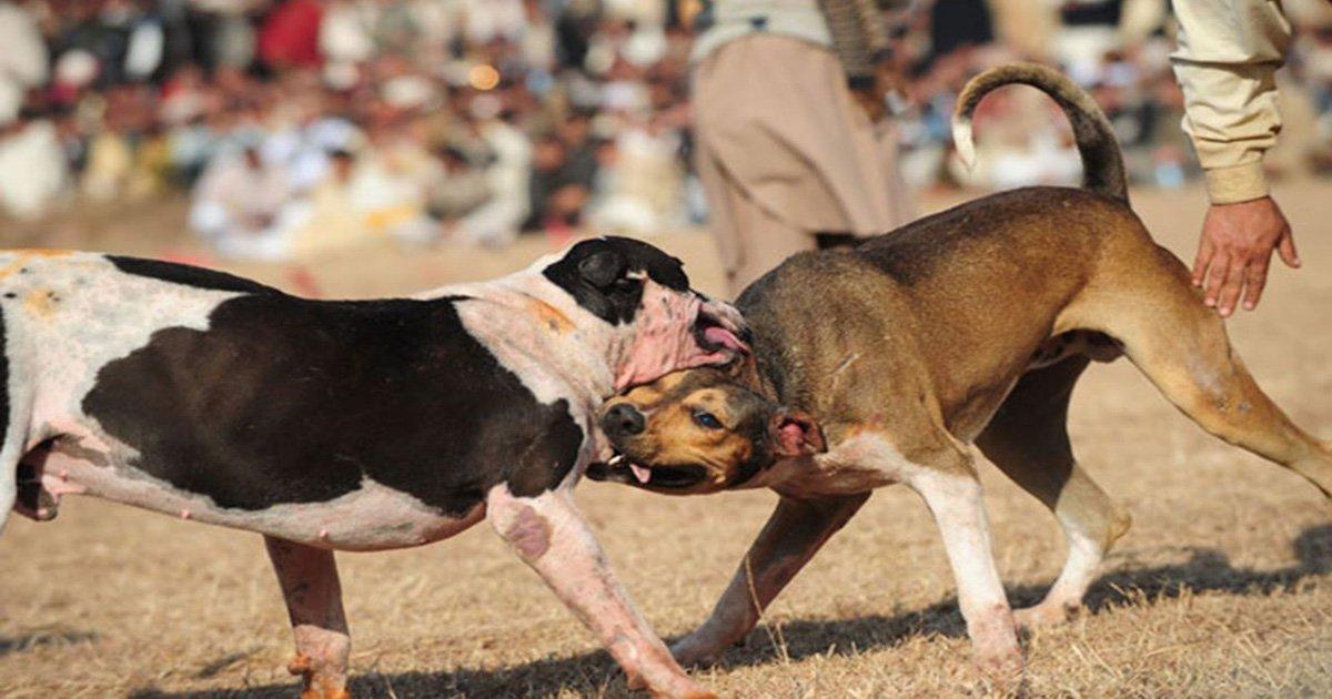 We did it! The Senate banned dog fights throughout Mexico!