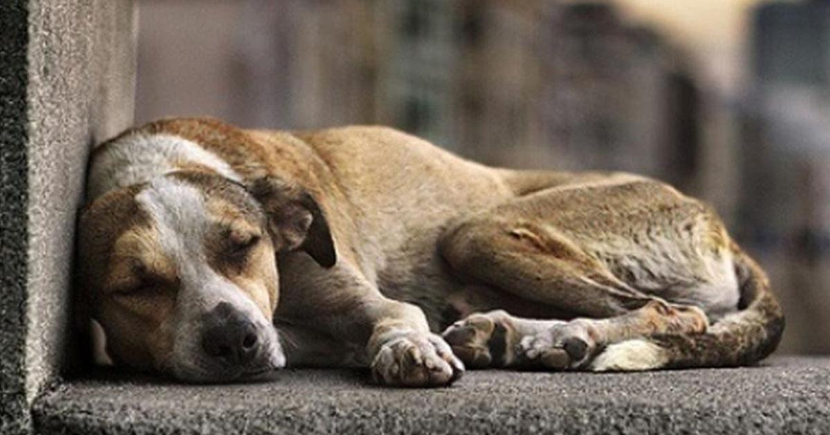 take-care-of-street-dogs-those-with-owners-who-mistreat-them-and-help