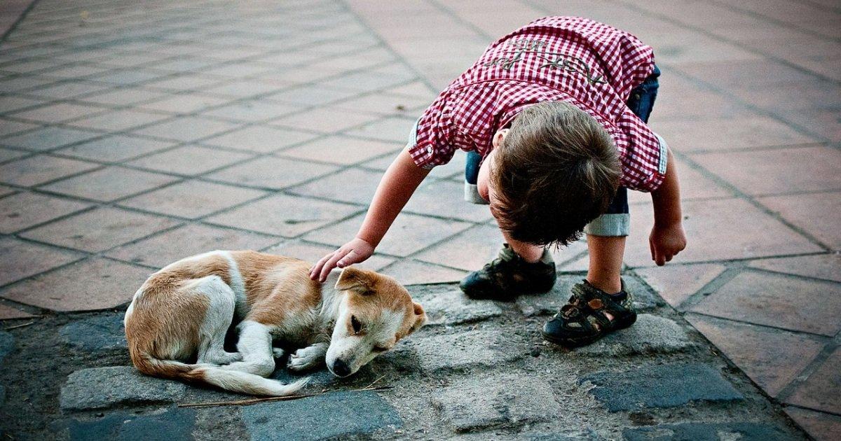 Permitir que os cães de andar livremente em todos os lugares