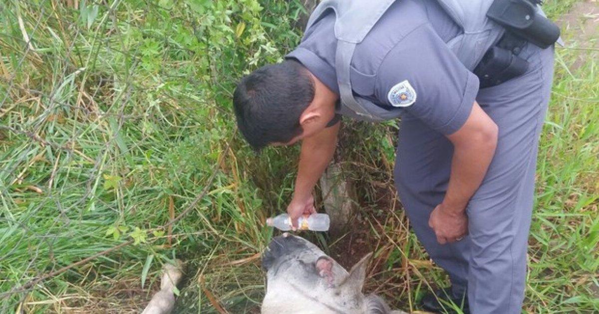 Fin de transporte de tracción animal en Birigui