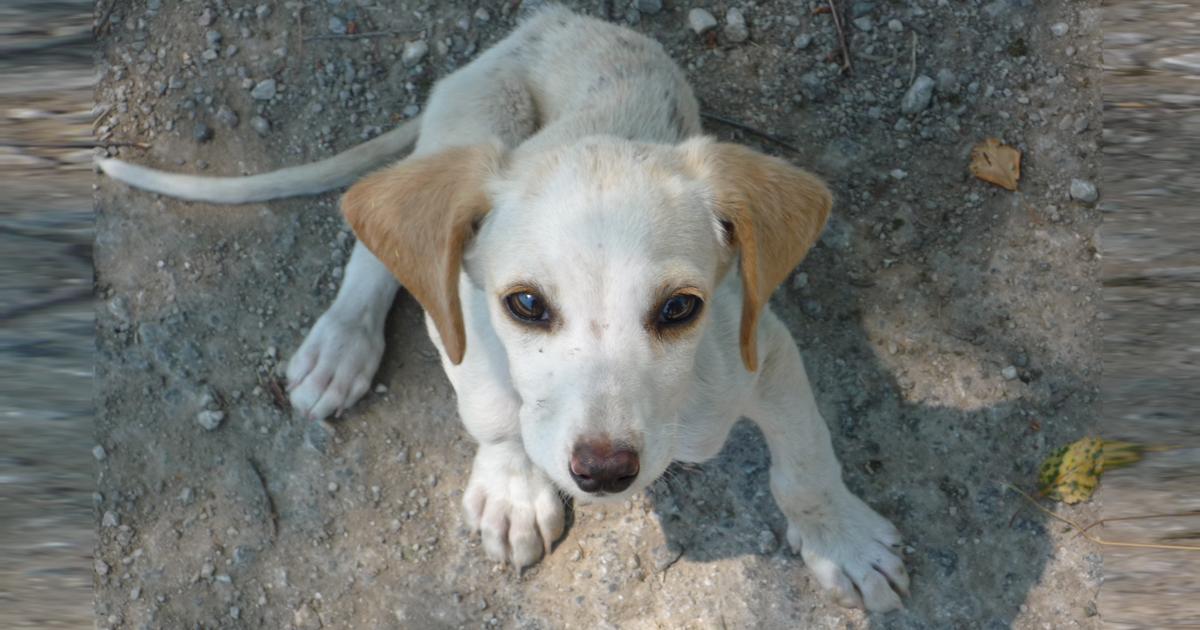 Ayudemos a los perros de la calle