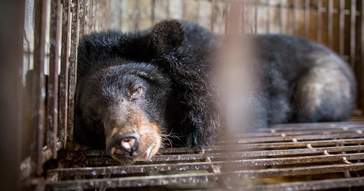 Participar internacionalmente para acabar con las granjas de bilis de oso