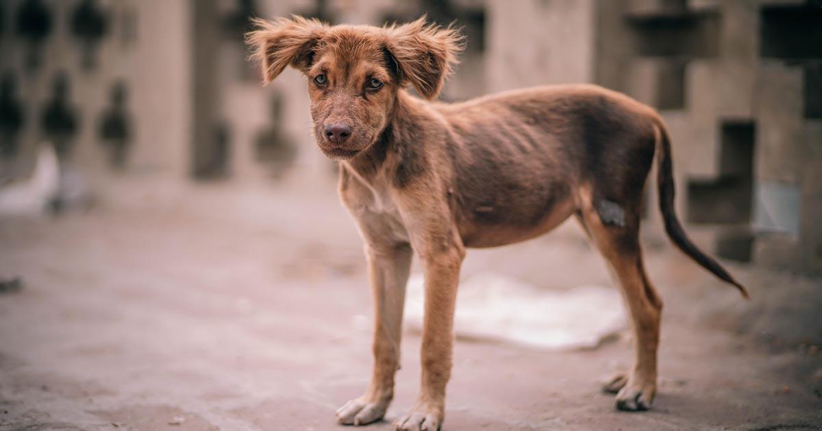 Salvemos a todos los animales que han sido abandonados