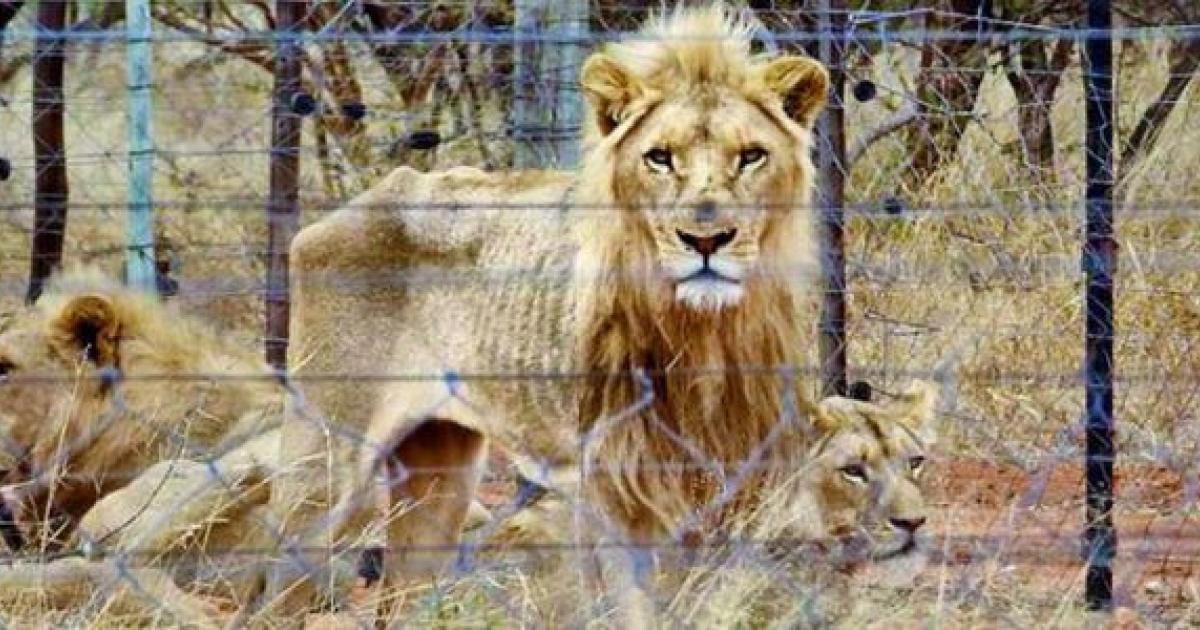 ¡Estos leones deben estar en santuarios, no para la venta para ser asesinados!