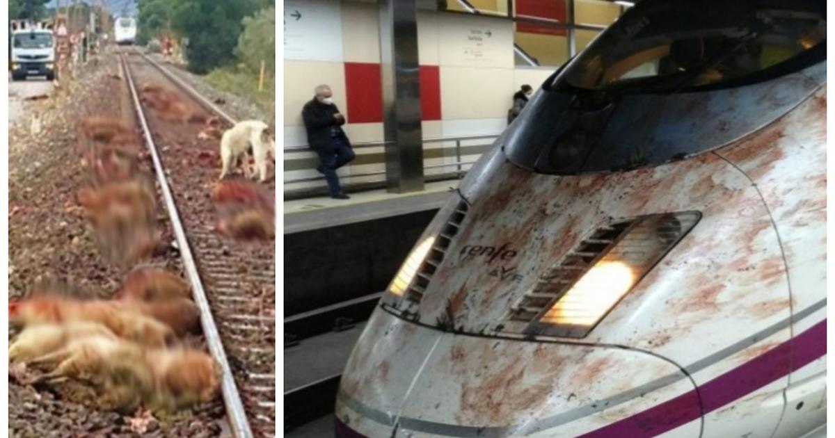 Que Renfe y Adif cierren todos los tramos para que no puedan entrar ni perros ni personas