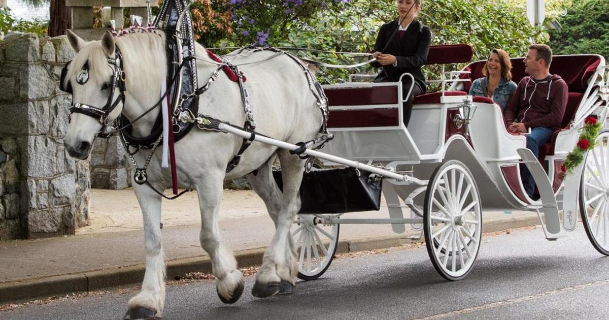 Как называлась одна конная повозка. Карета с лошадью. Богатая лошадь. Ill Horse Carriage. Карета лошадь огромная чтобы поместился там человек.