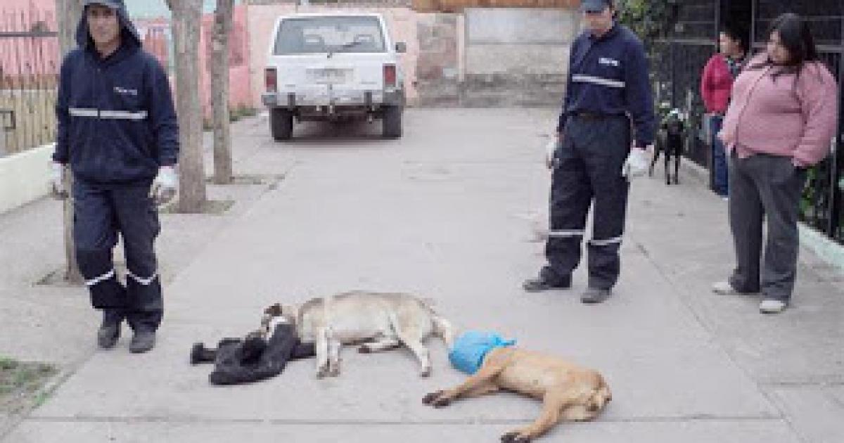 Salvemos a los perros