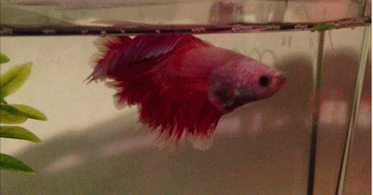 Saving a hotsell betta fish