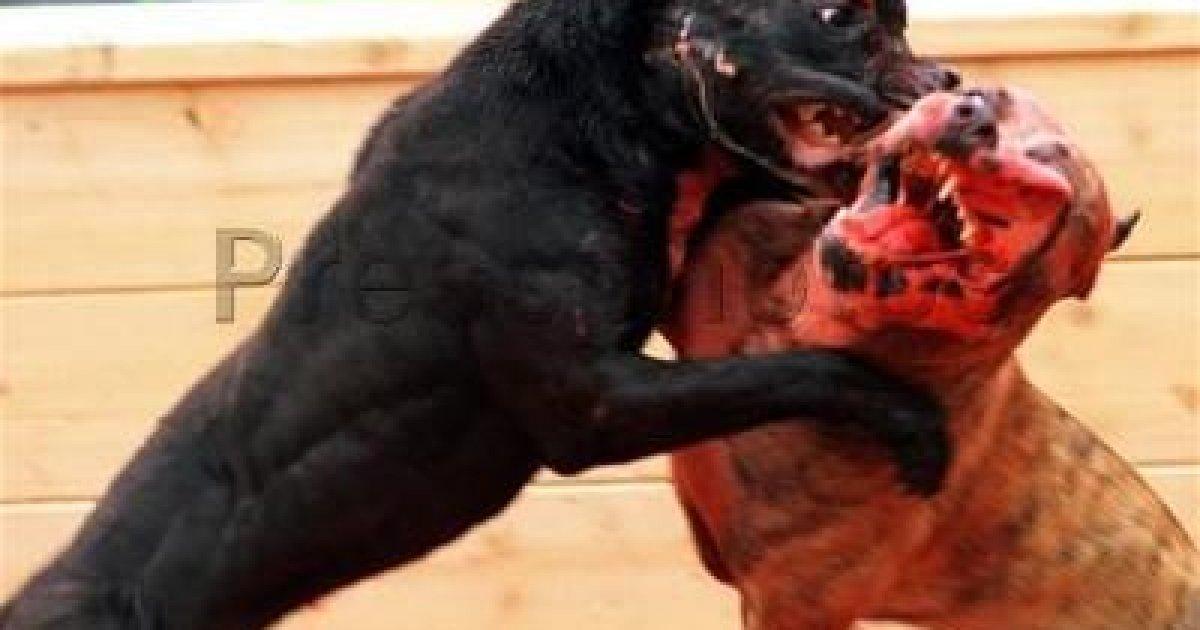 Logramos que el Gobierno prohíba las peleas de perros!