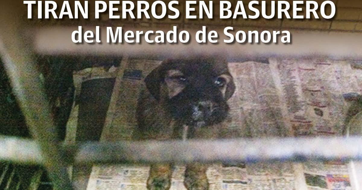 En la Ciudad de México, en el Mercado de Sonora, hay venta de diferentes animales que utilizan para sacrificarlos