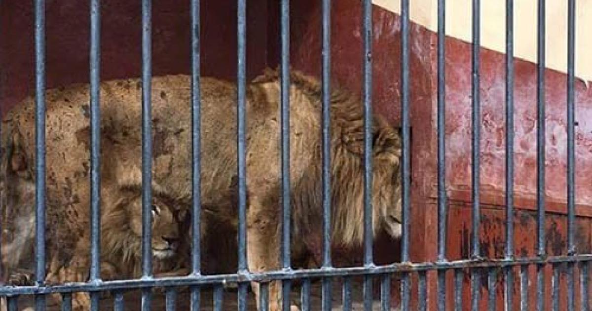 Salvare i leoni dello zoo "Belvedere" in Tunisia