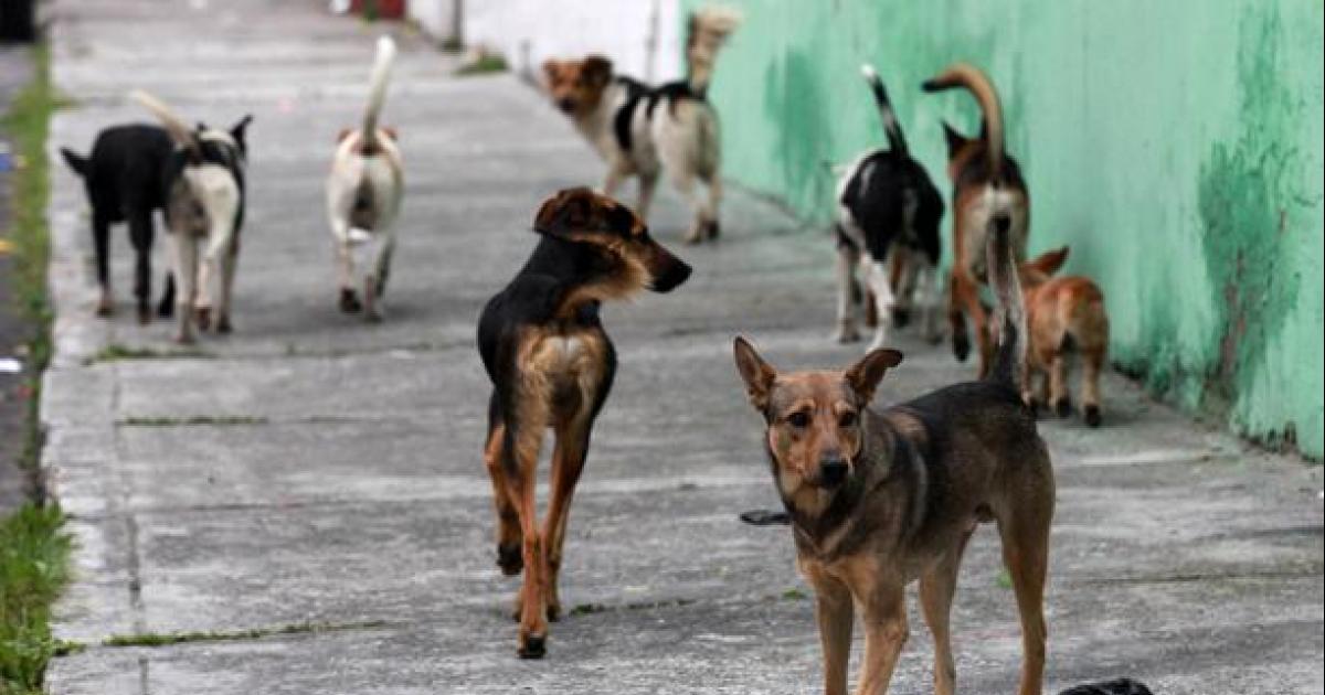 Juntar firmas para no poner chip a los perros