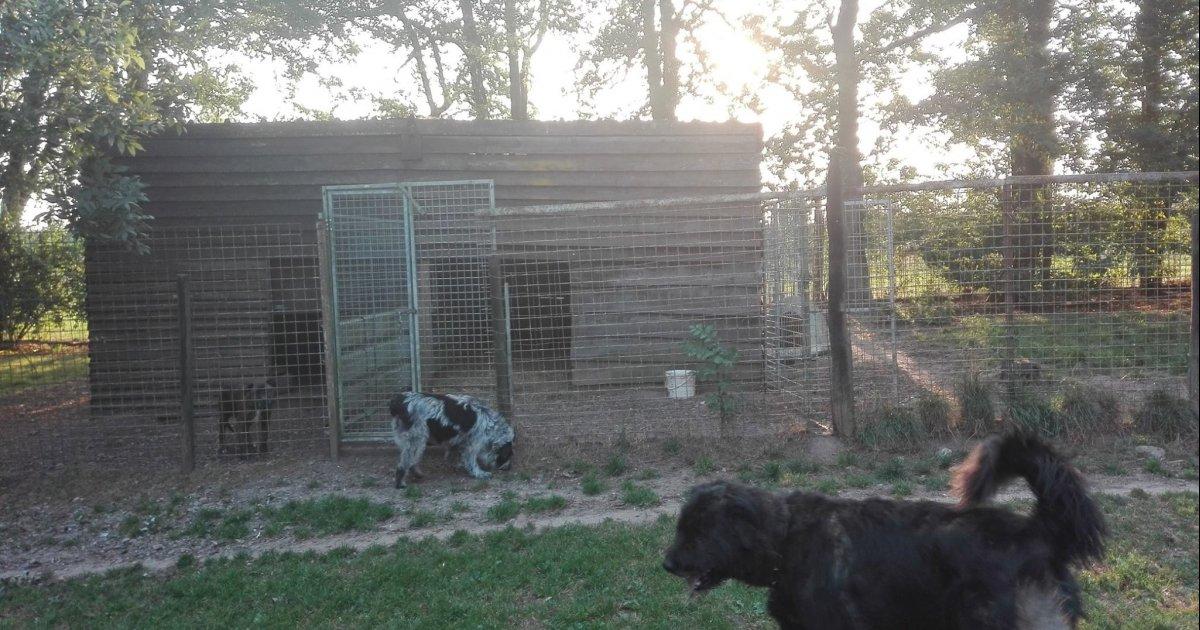 Keep the shelter for the dogs of Dinant Refuge!
