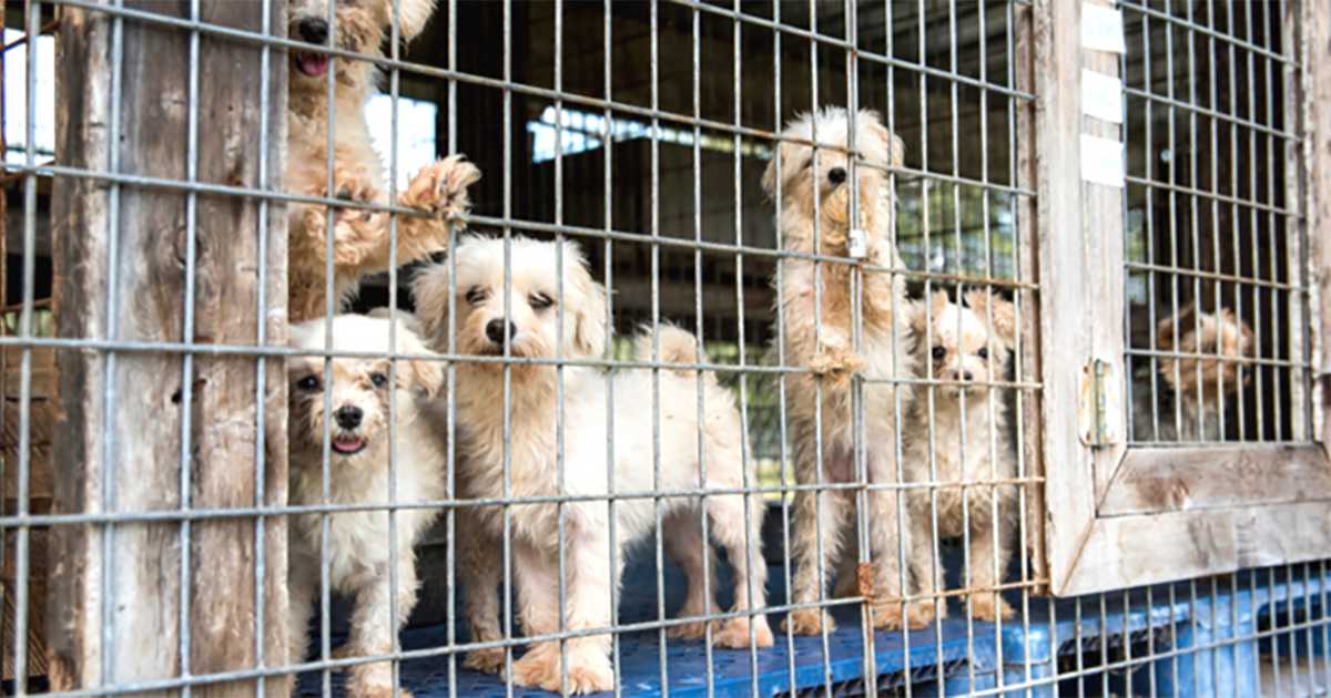 Prohibir las fábricas de cachorros y encarcelar a sus dueños