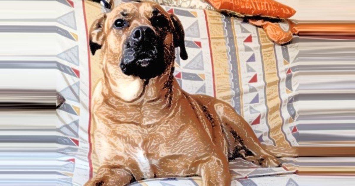 Hospital veterinário gratuito para os nossos animais de estimação