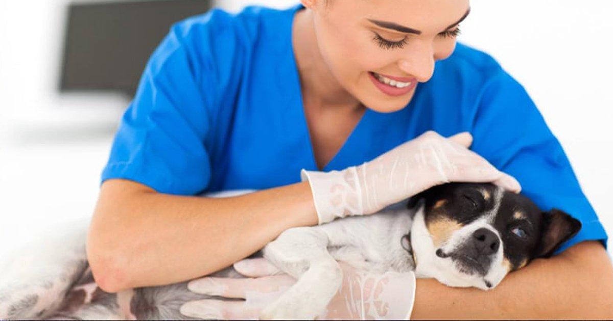 Hôpital vétérinaire gratuit pour nos animaux de compagnie