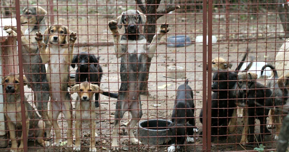 Cambiar las Condiciones de los Animales de la Perrera Municipal 