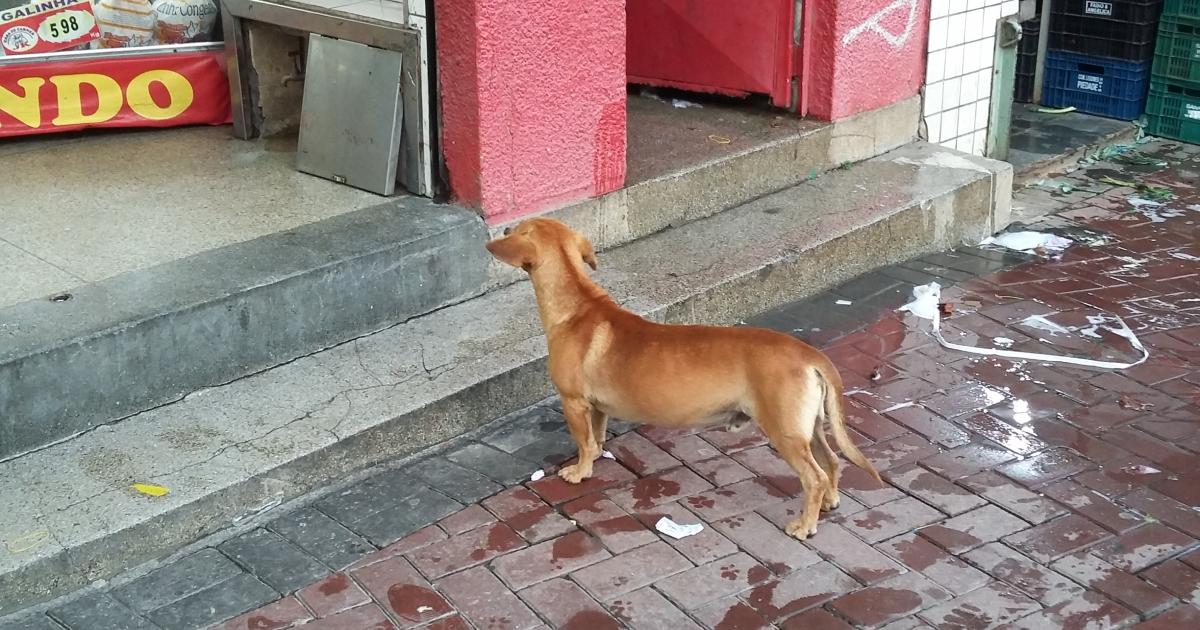 Free castration for abandoned animals on the streets of the city