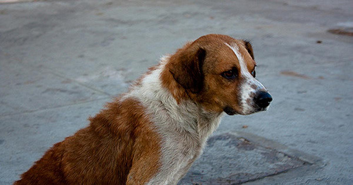 Proteger en la medida de lo posible a nuestras mascotas