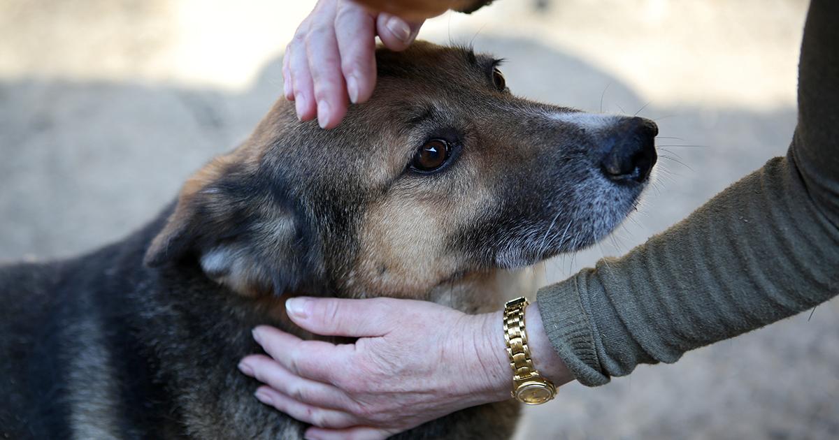 Esterilizar y darles sus dos vacunas anuales, antirrábica y séxtuple, a los perros callejeros