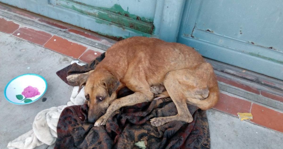 La realización del reglamento correspondiente a la Ley de Protección y bienestar animal