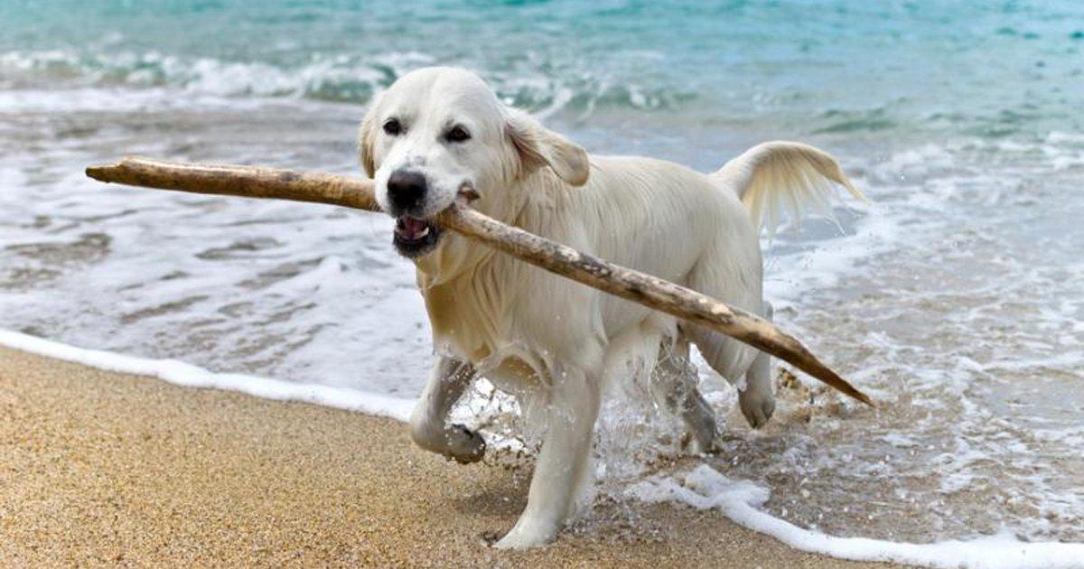 Create Beaches for Dogs in the Spanish Shoreline