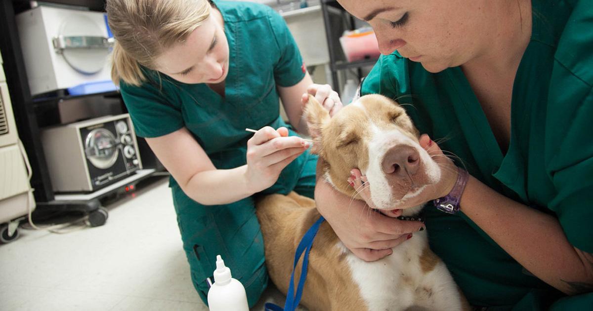 Create a hospital and shelter for abandoned animals, compulsory chipping and thorough controls to ensure that standards are met