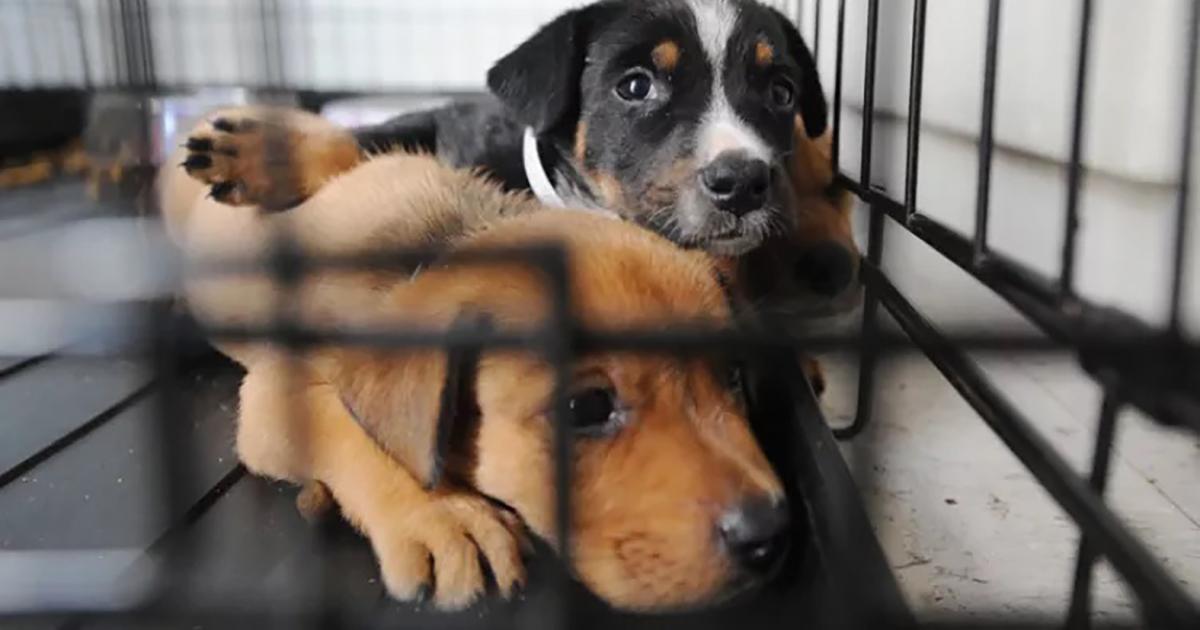 Adoptar animales necesitados y abandonados en lugar de comprar