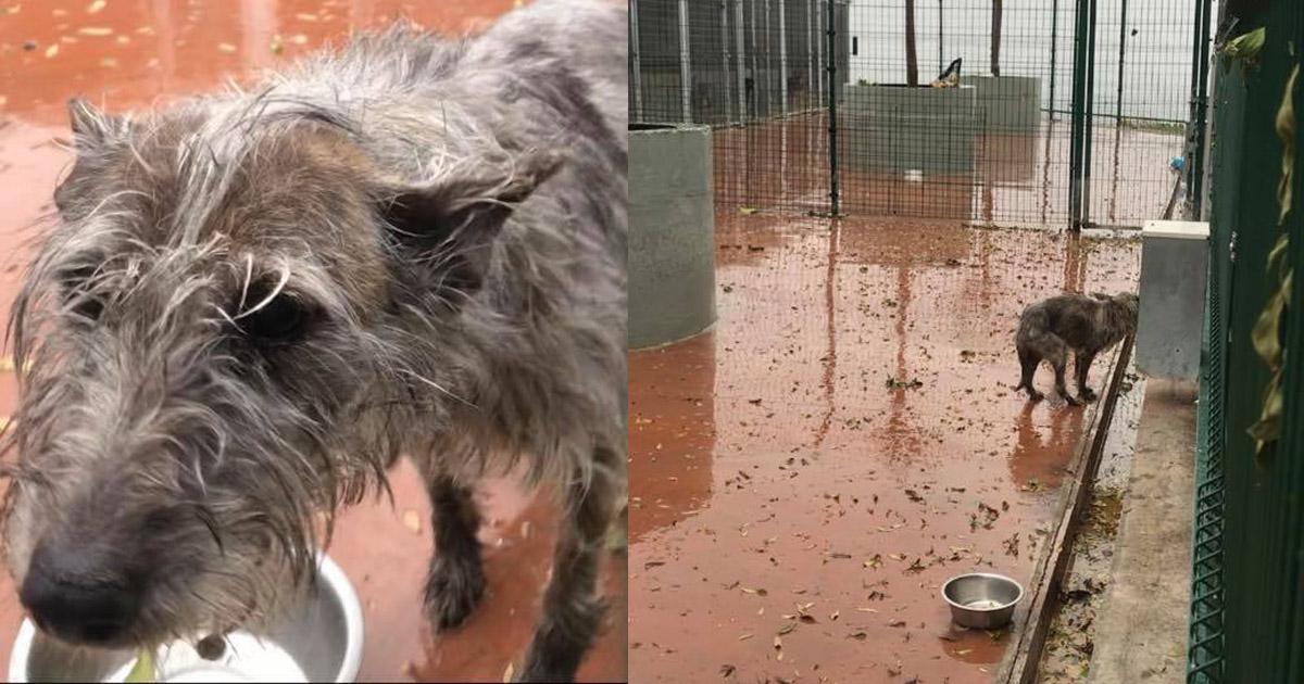 Rescaten a los perros de la perrera de Badalona!