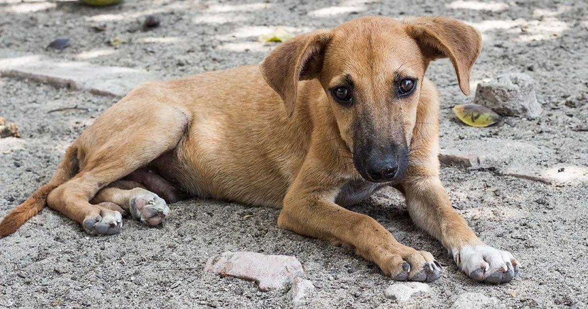 Salvemos a los perritos callejeros