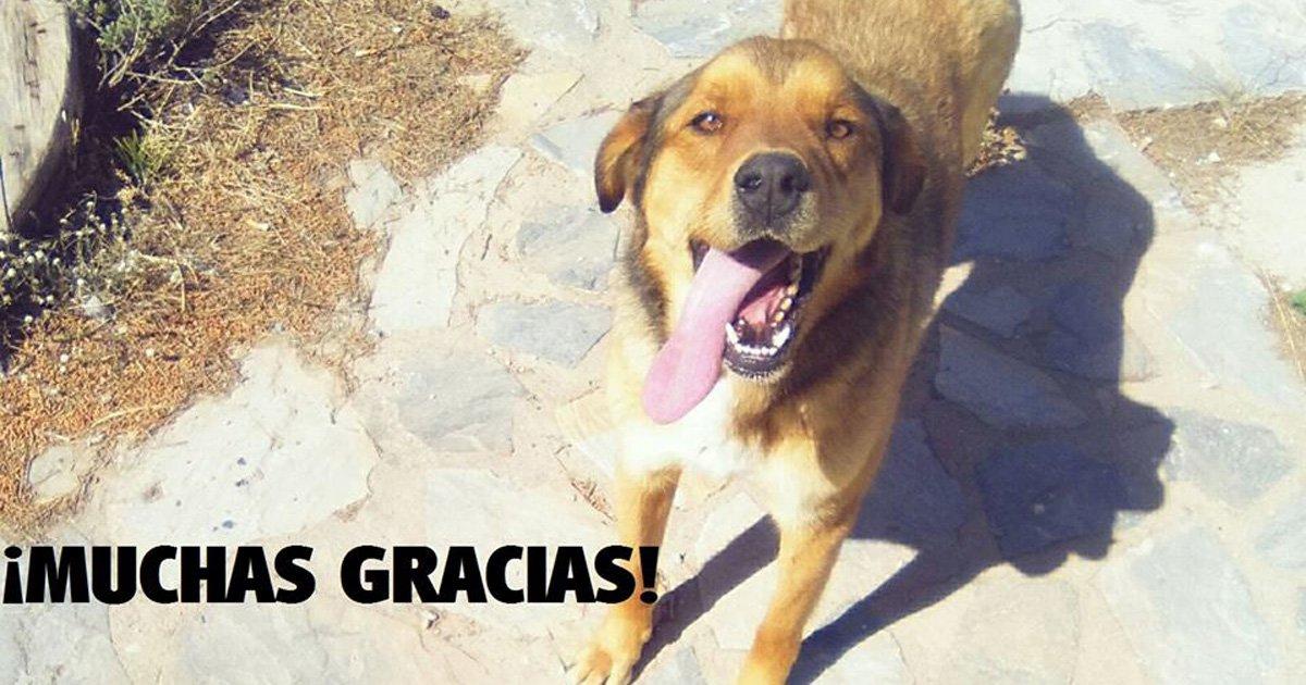 Que el Ayuntamiento de Lorca Ayude a la Única Protectora de Animales que Hay, "Lorca Animal" 