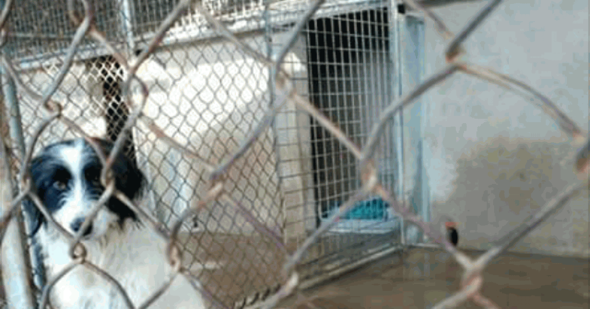 Proibir a venda de cães enquanto protetora estão cheios de cães abandonados