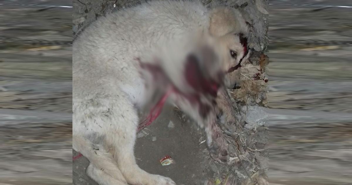 Polícia vigilante para parar a crueldade animal em grande aqui especialmente cães e gado vadios