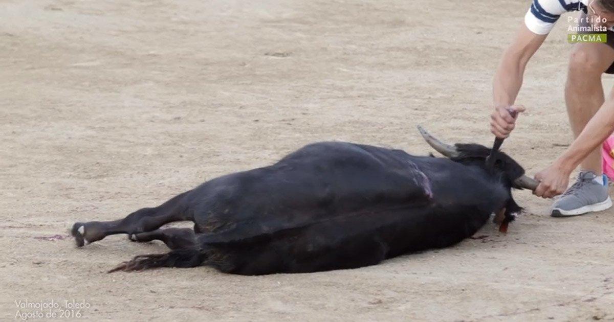 For the approval of a Law against bullfights and condemnation of animal abuse