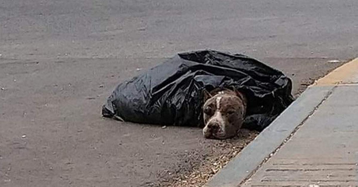 Abris pour chiens dans la rue au lieu d'un contrôle canin où ils sont tués