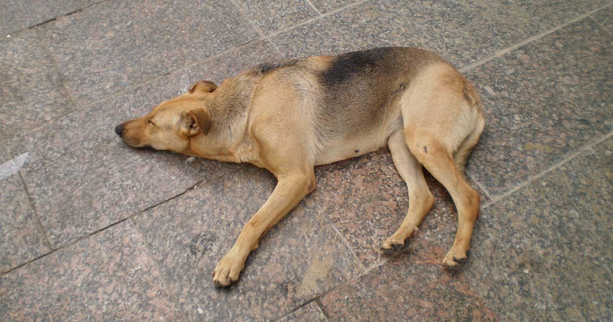 Investigar las muertes en la ciudad de Tunja, Boyacá, tanto de caballos como de perritos