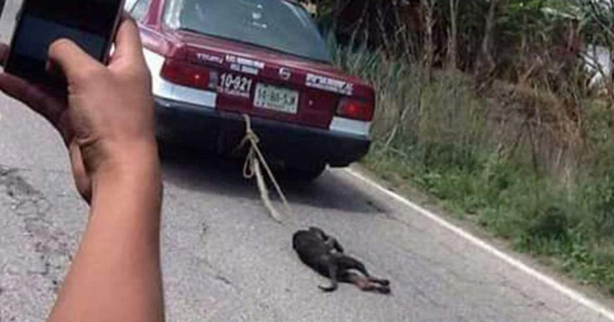 When an animal is mistreated or injured by a vehicle try to identify it by the plaque