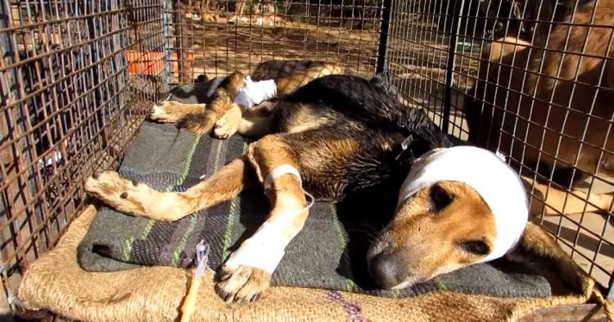 Que acabe el maltrato animal, ocupando Leyes de protección hacia los animales 