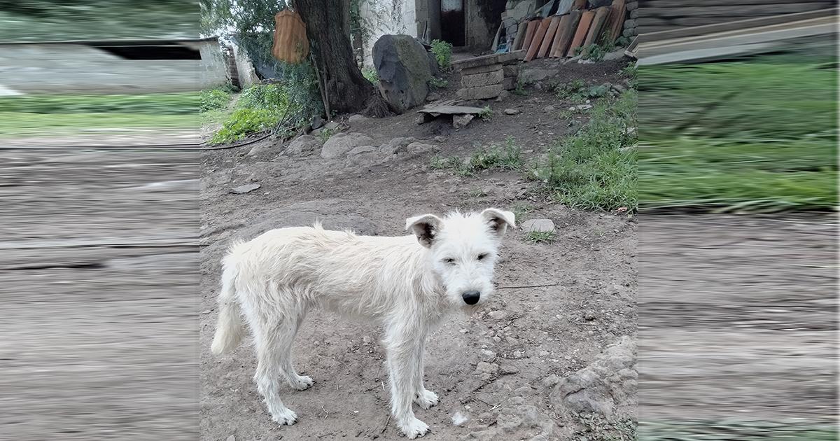 Ayuda para unos perros abandonados