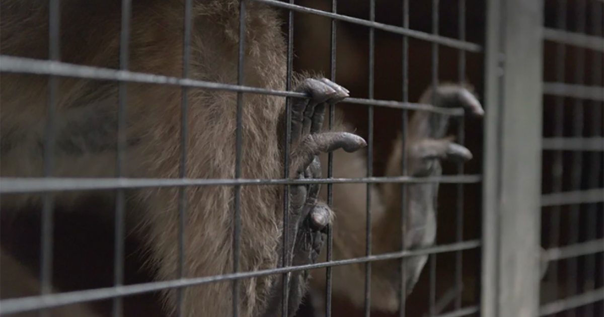 Rescaten y cuiden a los animales del Zoo de Palermo!