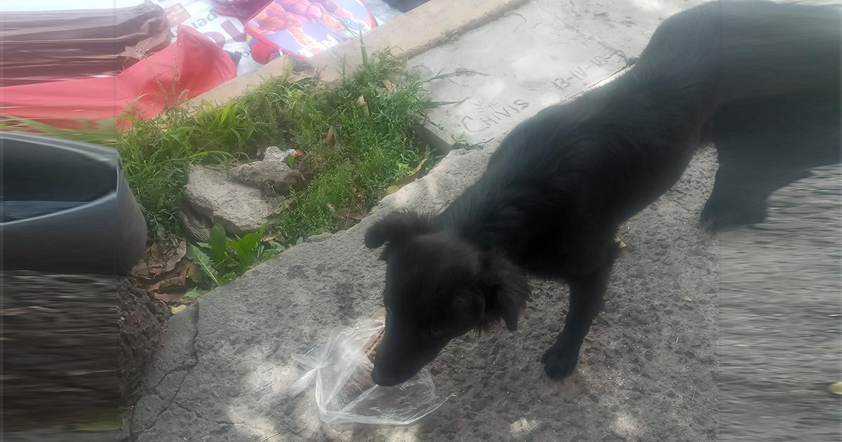 Apoyar a quienes rescatan, alimentan y cuidan a los perros y gatos callejeros