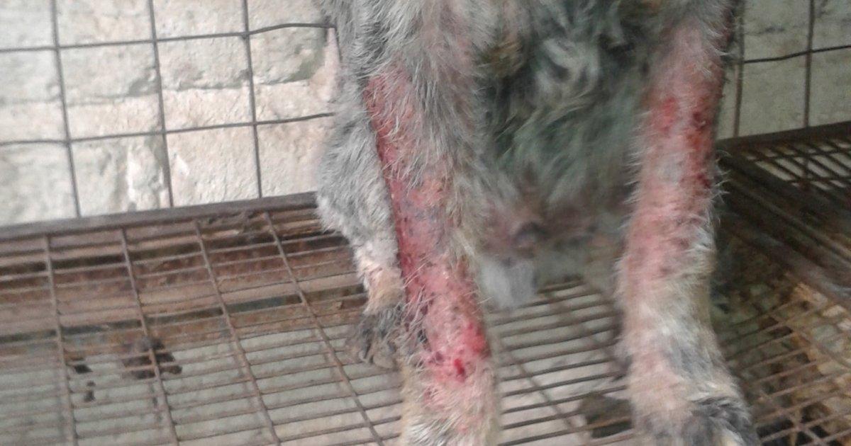 Che il Pubblico Ministero di Lagos de Moreno, Jalisco, risponde alle richieste di maltrattamento di animali