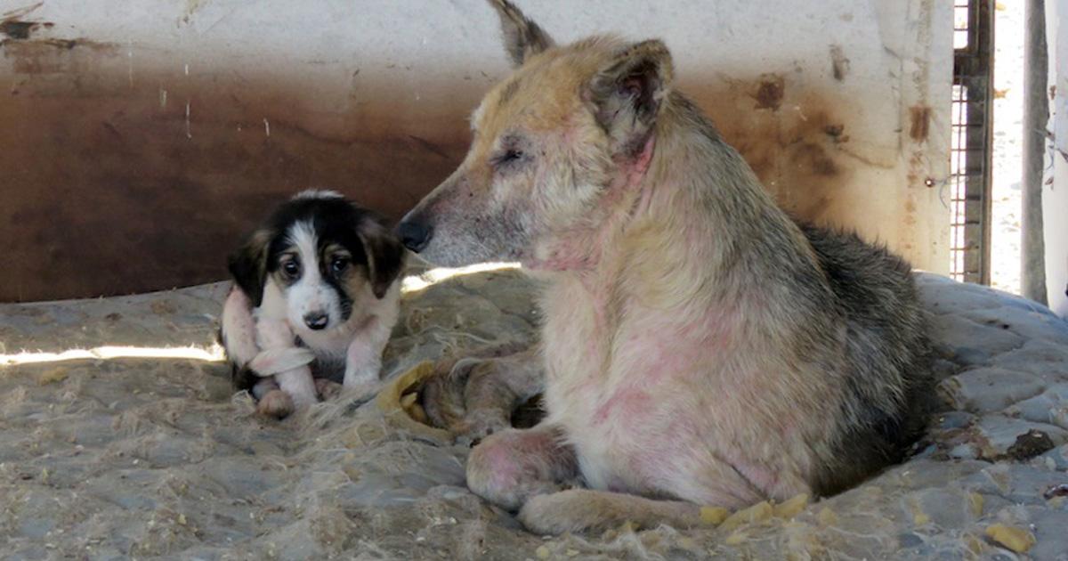 Queremos que se elimine la nueva ordenanza en donde se eutanasiará a los animales callejeros