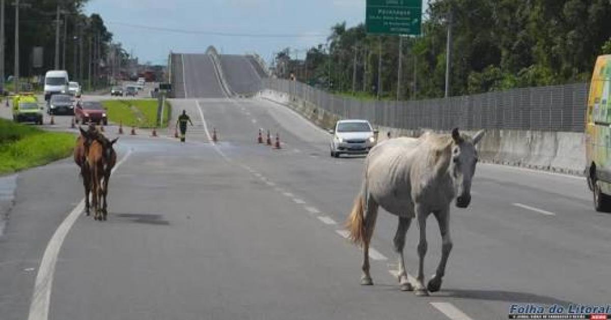 Prohibición de tracción animal en Paranaguá