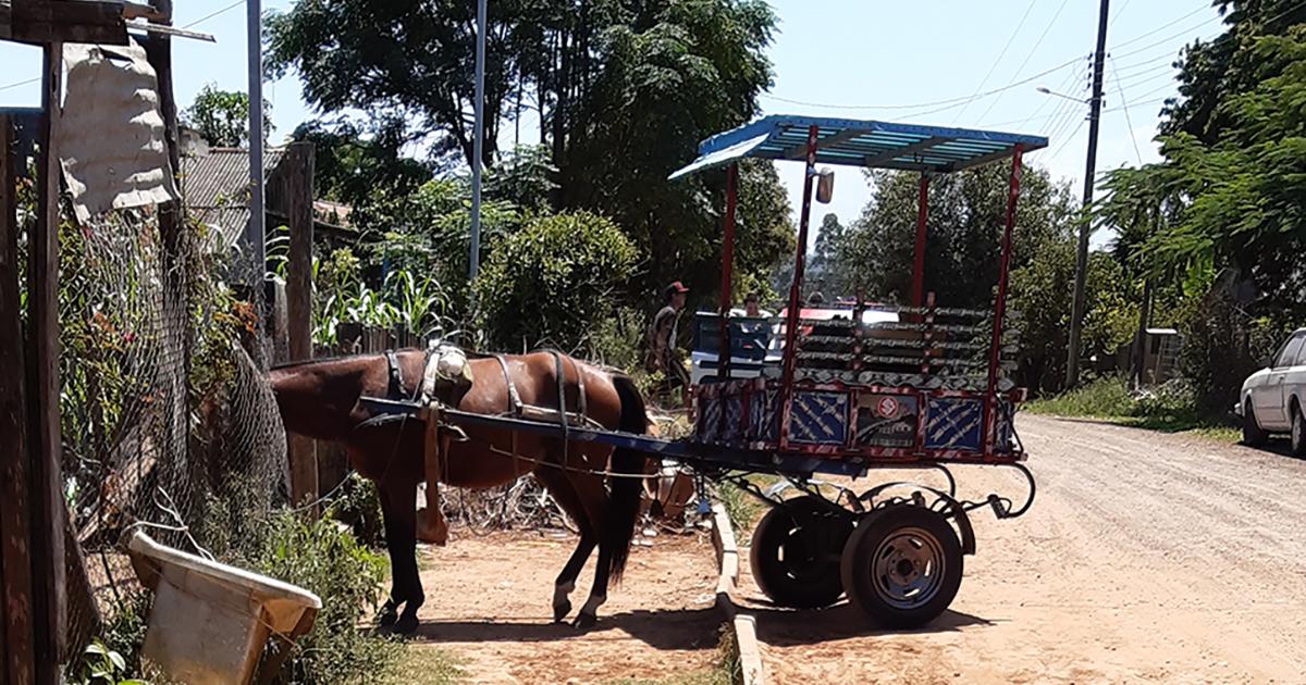 No más explotación, maltratos y abusos contra los caballos