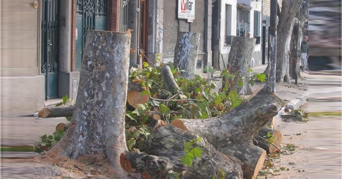 Parar la destrucción indiscriminada de todo tipo de arboles en la ciudad, dejando ademas las veredas rotas