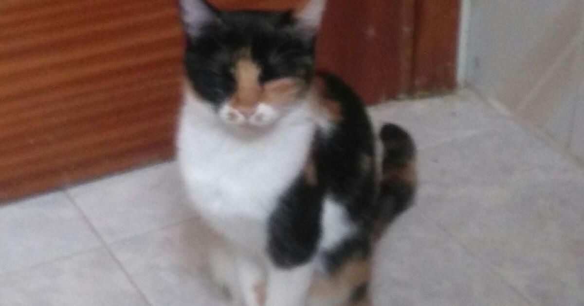 Veterinario gratuito en Cabildo de Santa Cruz de Tenerife