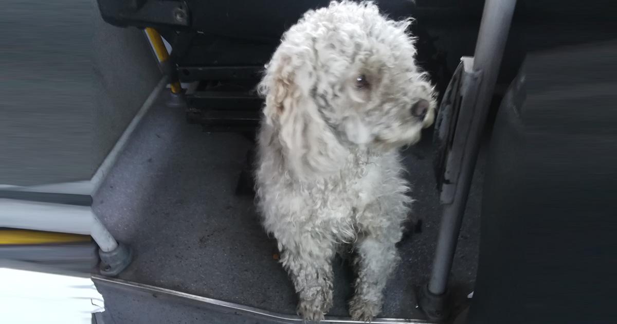 Salvemos a nuestros perritos, creación de dios, abandonados tirados de los autos por sus propios dueños, como objetos