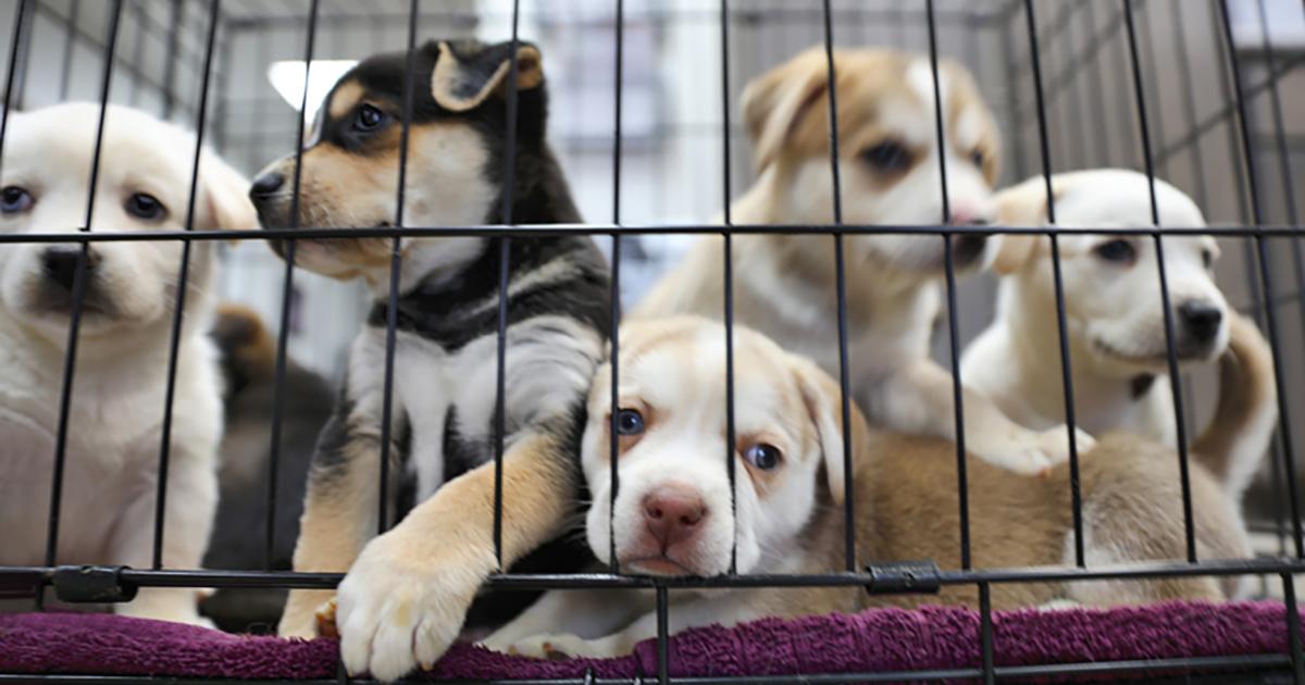 Prohibir ventas de perros de raza